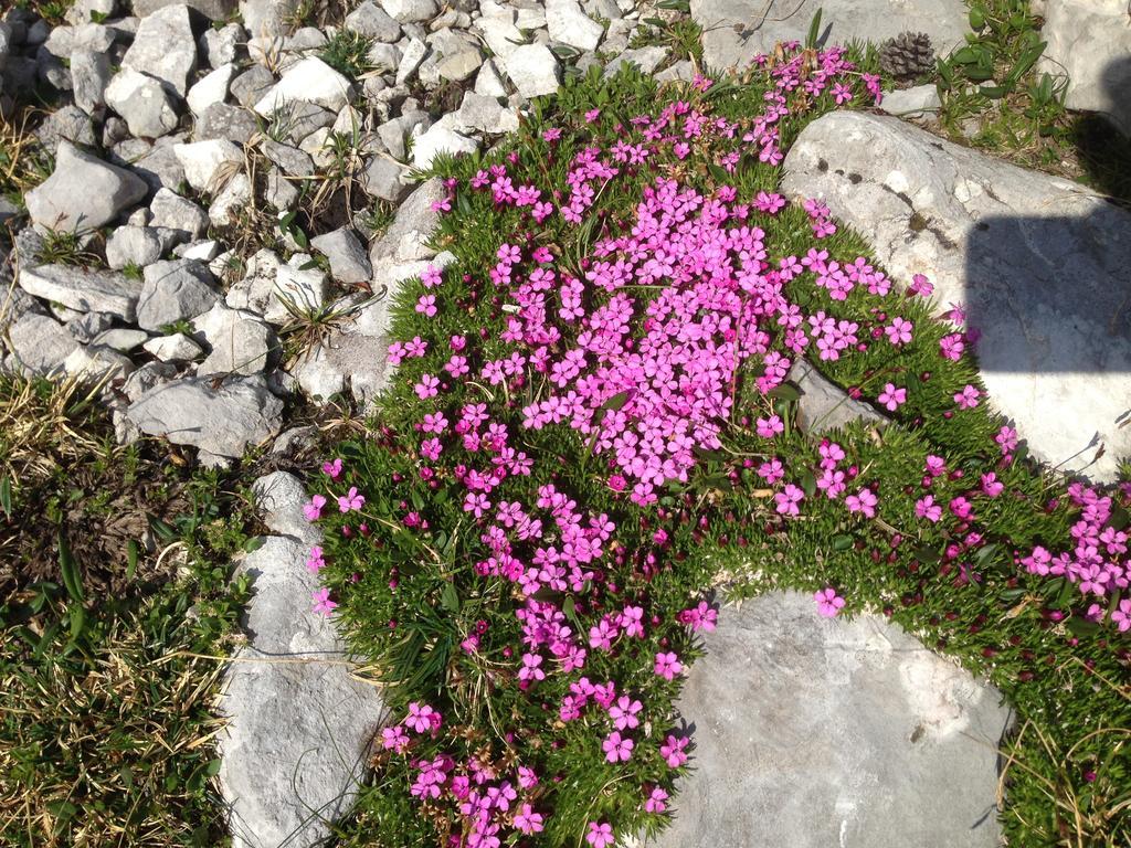 Alte Zimmerei - Lofer Bagian luar foto
